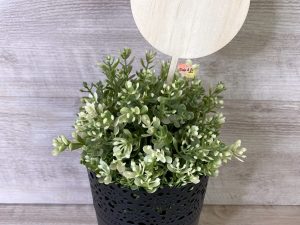 Planter Stick | Cake Topper | Craft Blank